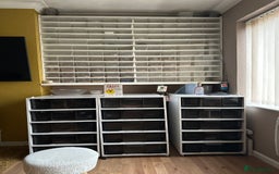 Corn Snake reptiles for sale: Corn snake adult corn snake female  - Advert 5