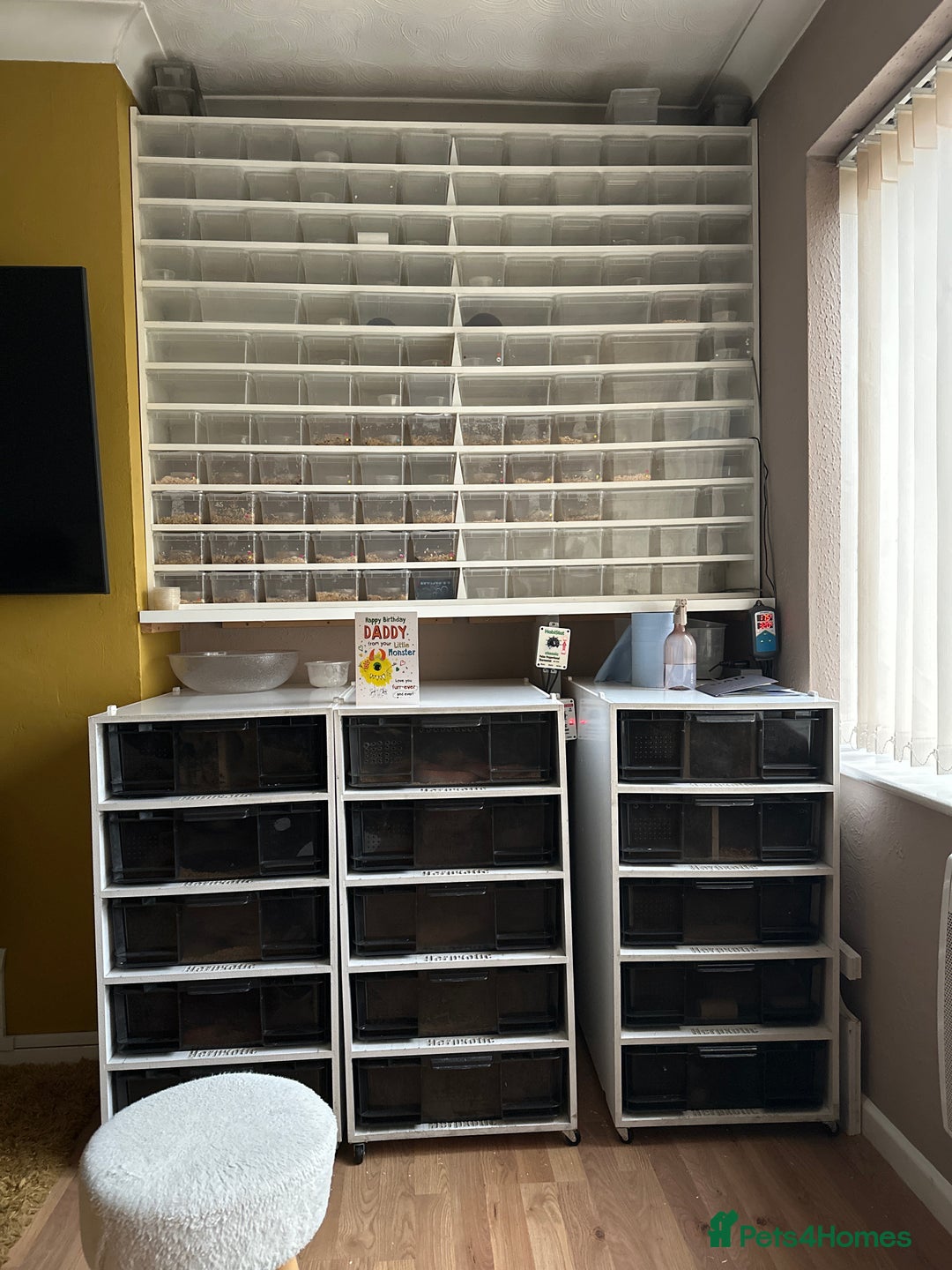 Corn Snake reptiles for sale: Corn snake adult corn snake female  - Advert 5