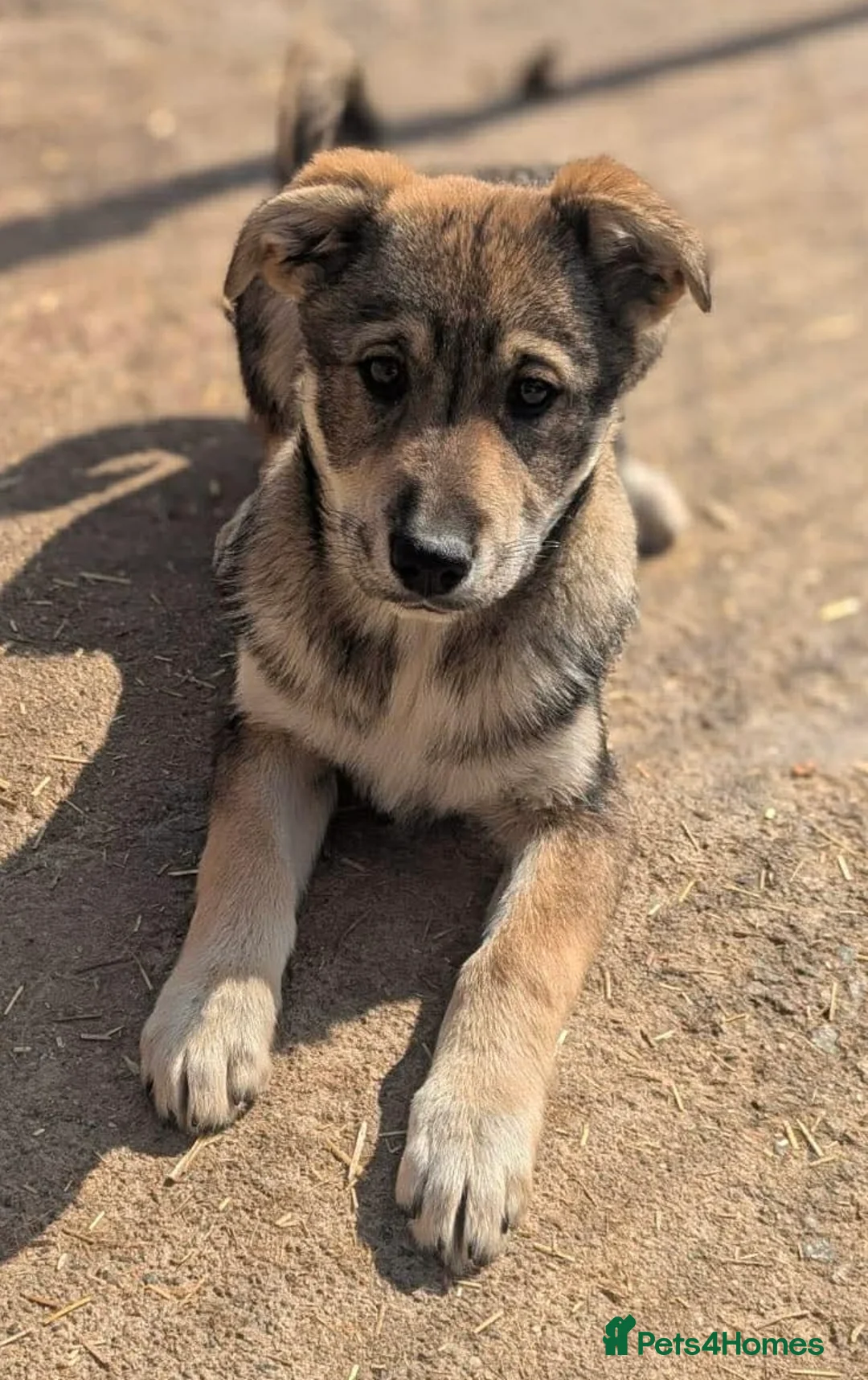 Mixed Breed dogs for adoption: Star ⭐️ in March - Advert 1