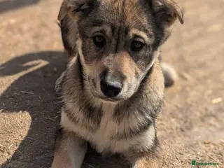 Mixed Breed dogs Star ⭐️ - Advert 9