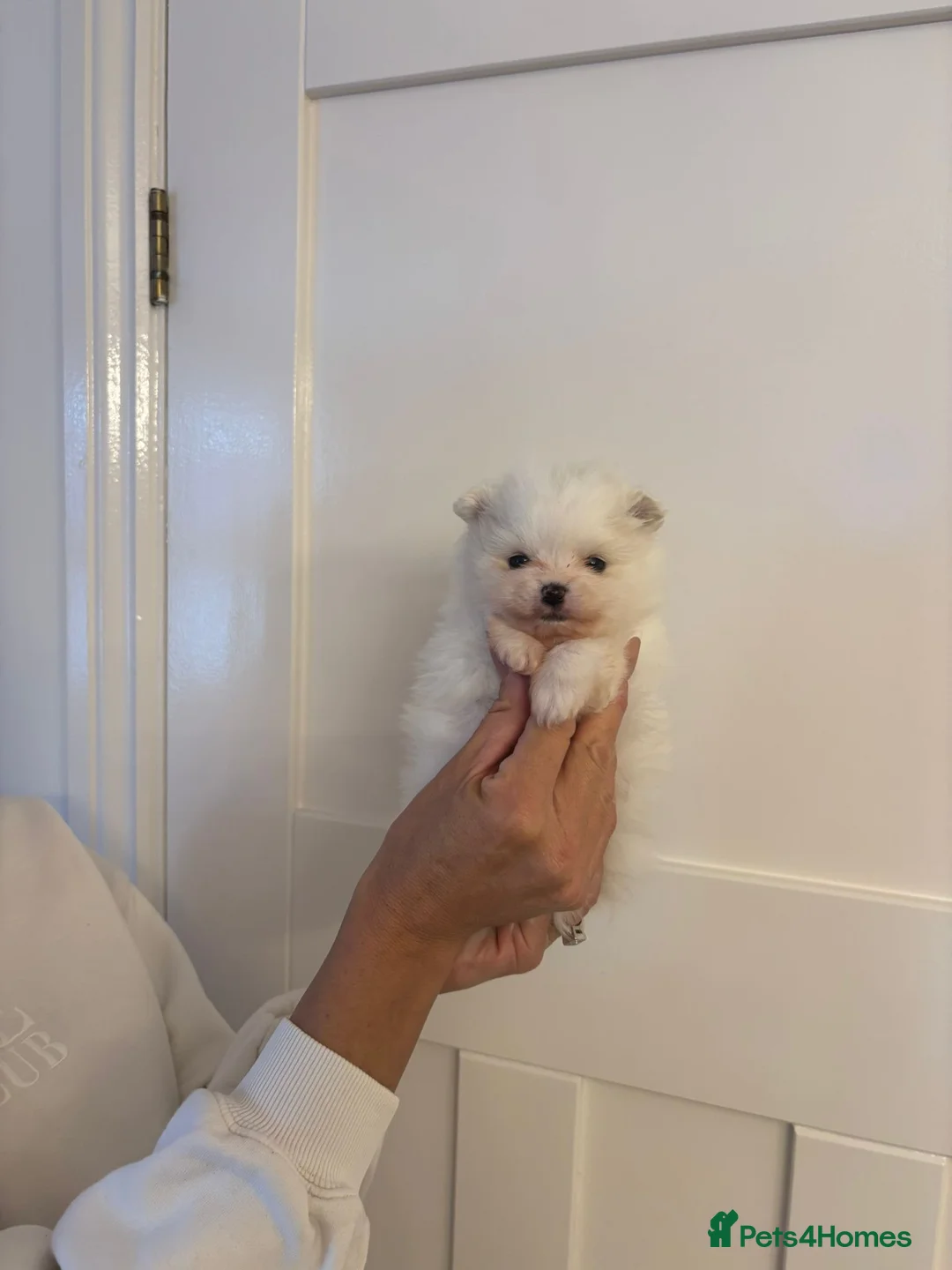 Pomeranian dogs for sale:  **  Pomeranian teddy faced male puppies - Advert 5