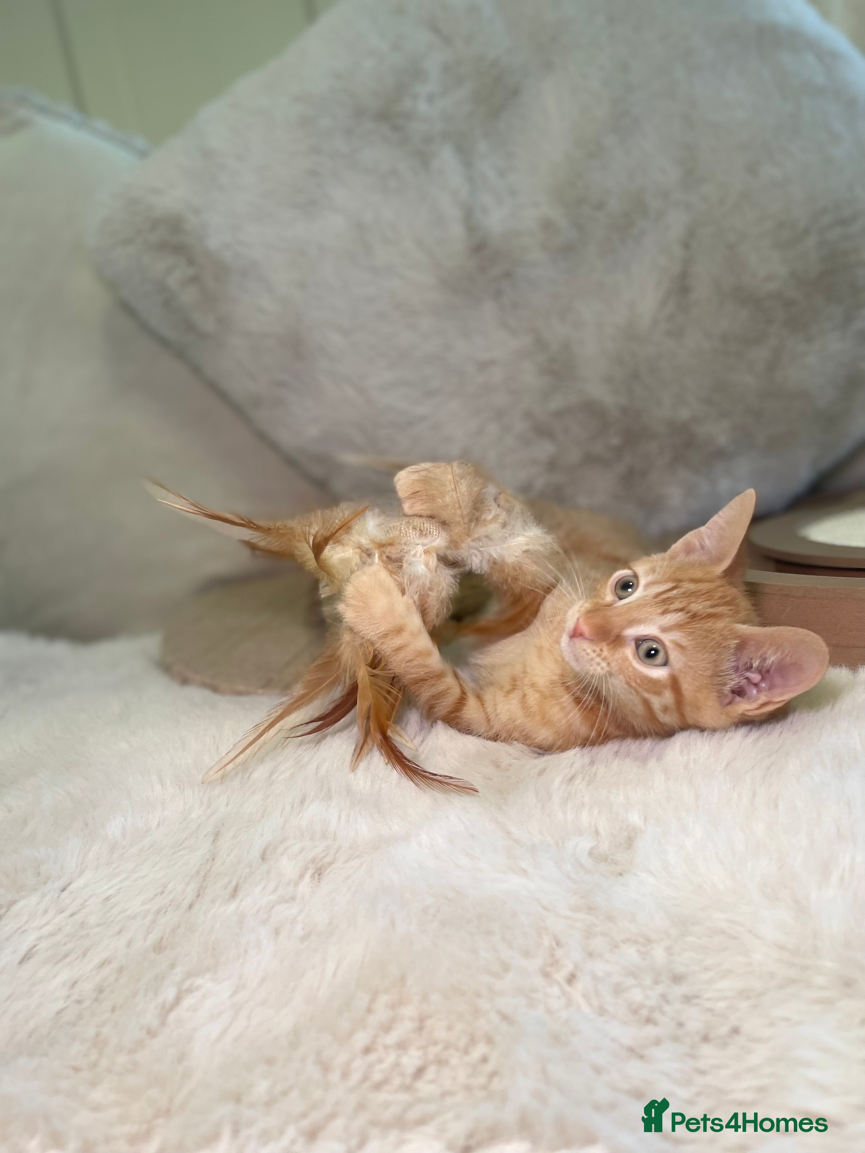 Mixed Breed cats Stunning kittens 8 weeks old ready now  - Advert 16