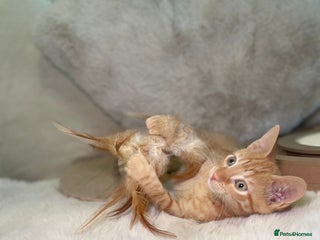 Mixed Breed cats Stunning kittens 8 weeks old ready now - Advert 16