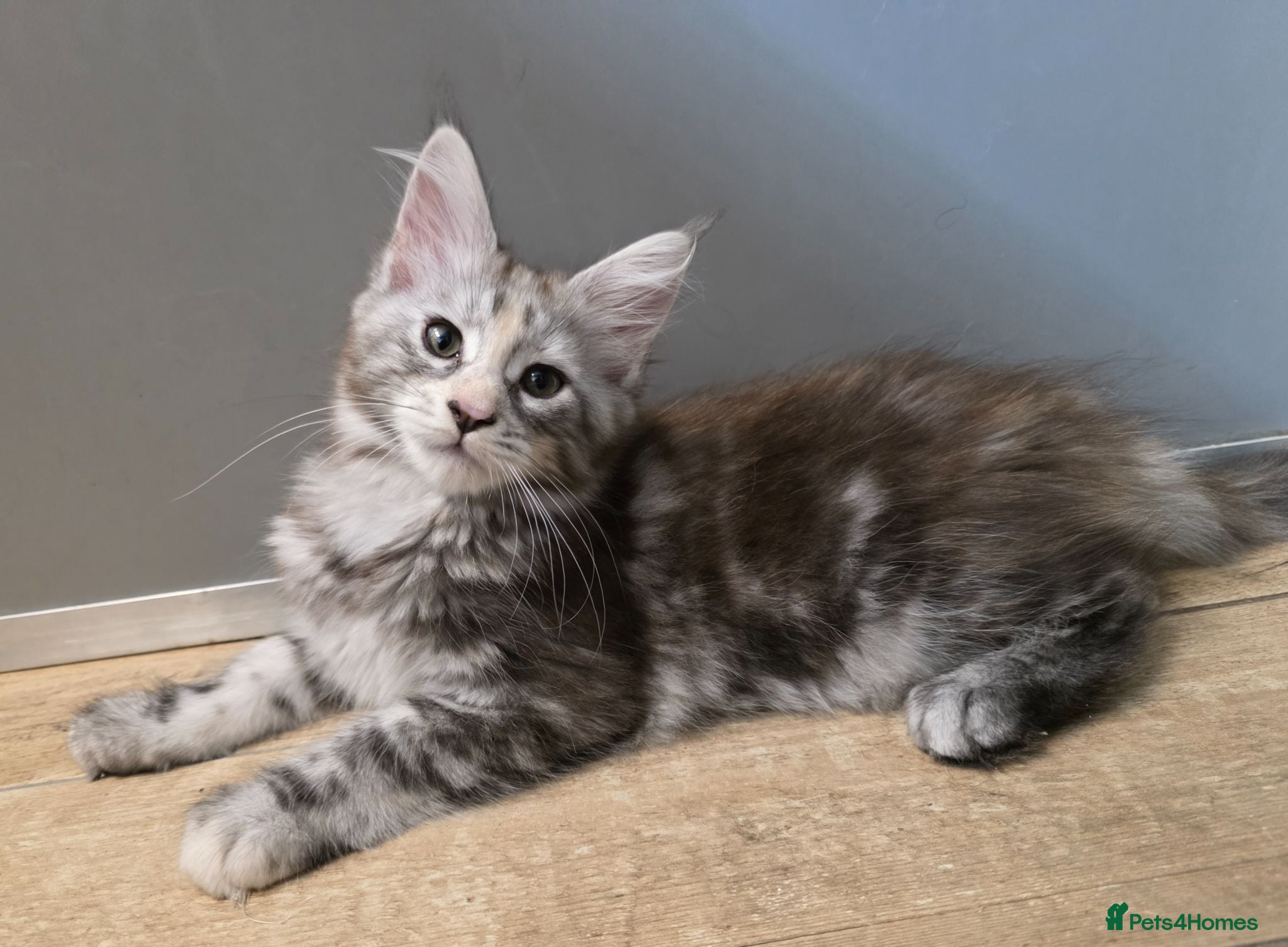 Maine Coon cats 🐾 Beautiful GCCF Registered Pedigree Kittens 🐾 - Advert 1