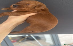 Cavapoo dogs for sale: Solid red dna tested Cavapoo puppies ❤️💙 - Image 1