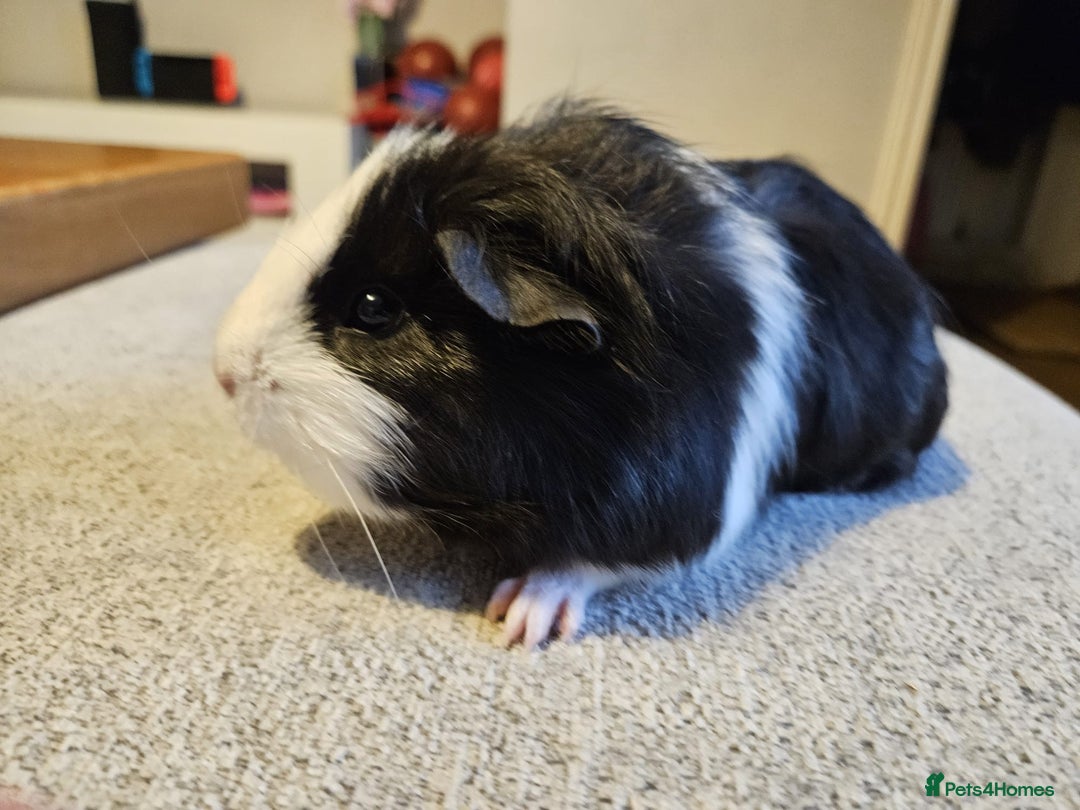 Guinea Pig rodents for sale: Baby boy Guinea pig looking for forever home.  - Image 3