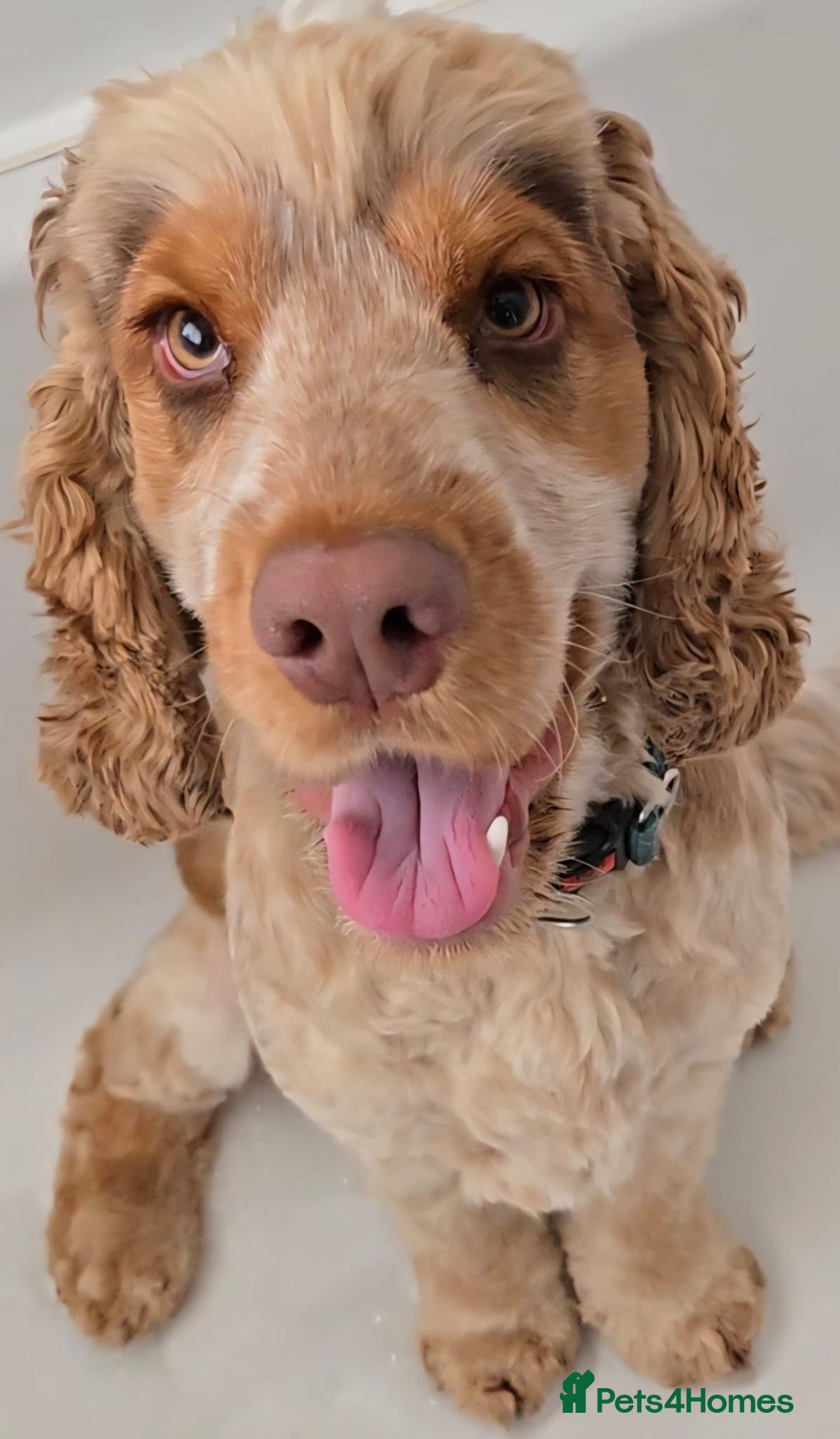 Cocker Spaniel dogs Show Cocker spaniel for stud - Advert 18