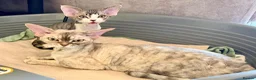 Devon Rex cats for sale: Super cute Devon Rex boy - Advert 2