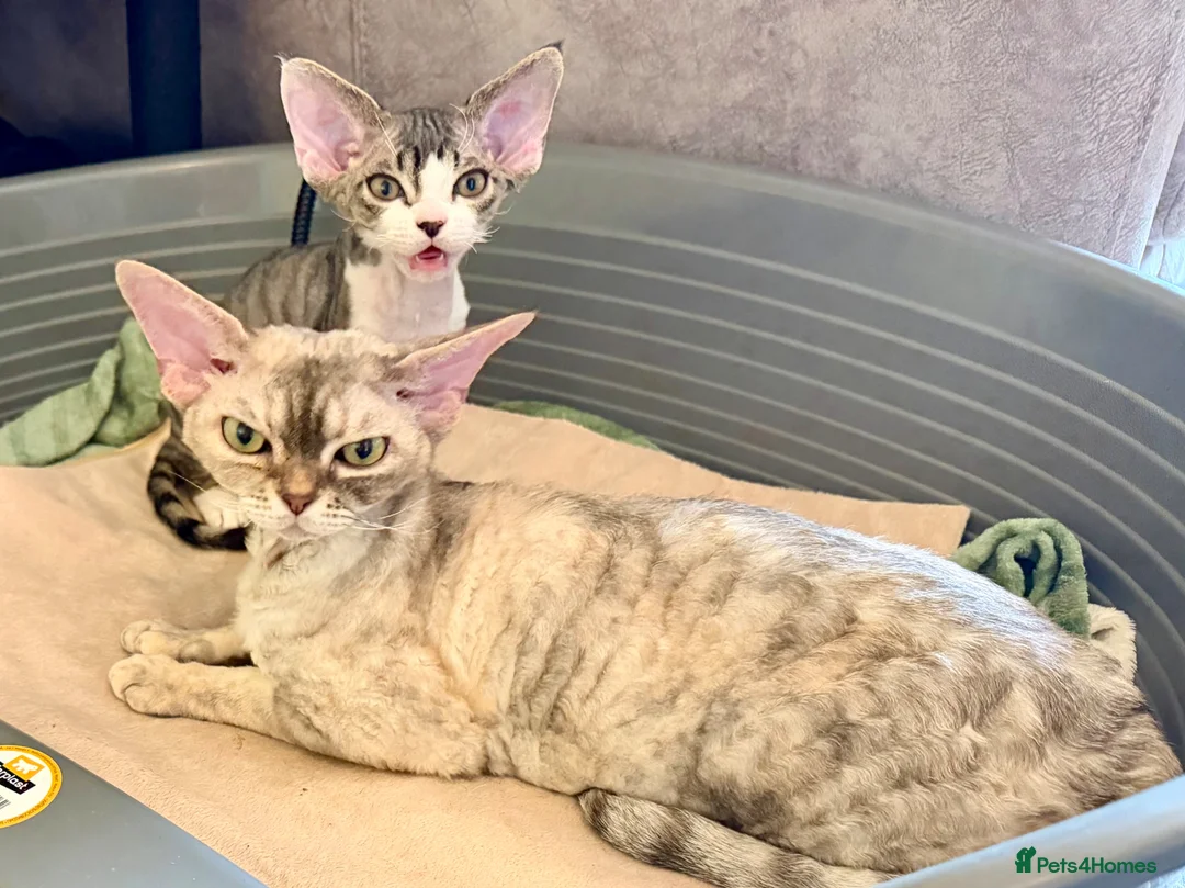 Devon Rex cats for sale: Super cute Devon Rex boy - Advert 2