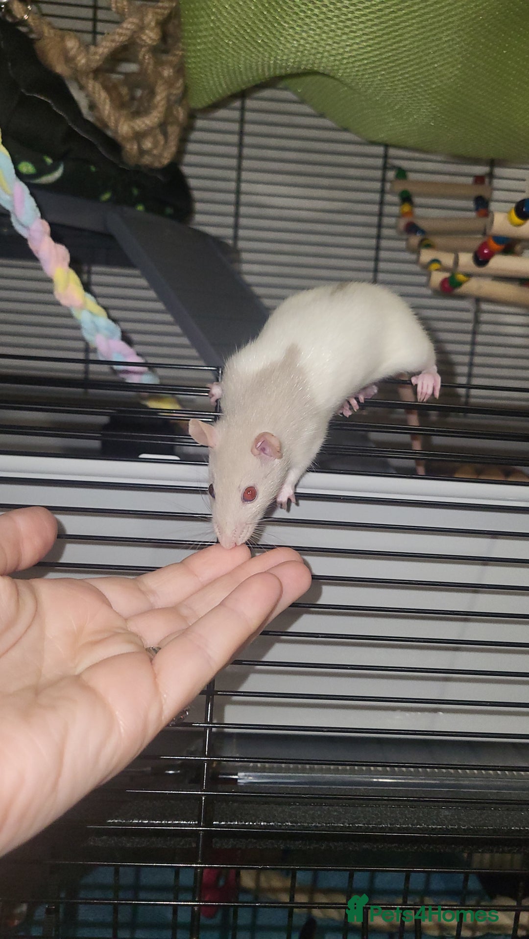 Rat rodents for sale: Beautiful pair of female rats - Advert 6