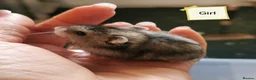Hamster rodents for sale: Baby Winter white dwarf hamsters  - Advert 8