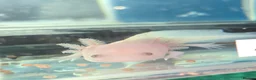 Axolotl reptiles for sale: Small And Big Axolotl, multiple sizes and colours! - Advert 4