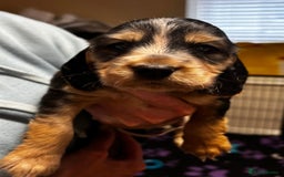 Cocker Spaniel dogs for sale: ⭐️ 1 Girl Ready for new home ⭐️ - Image 11