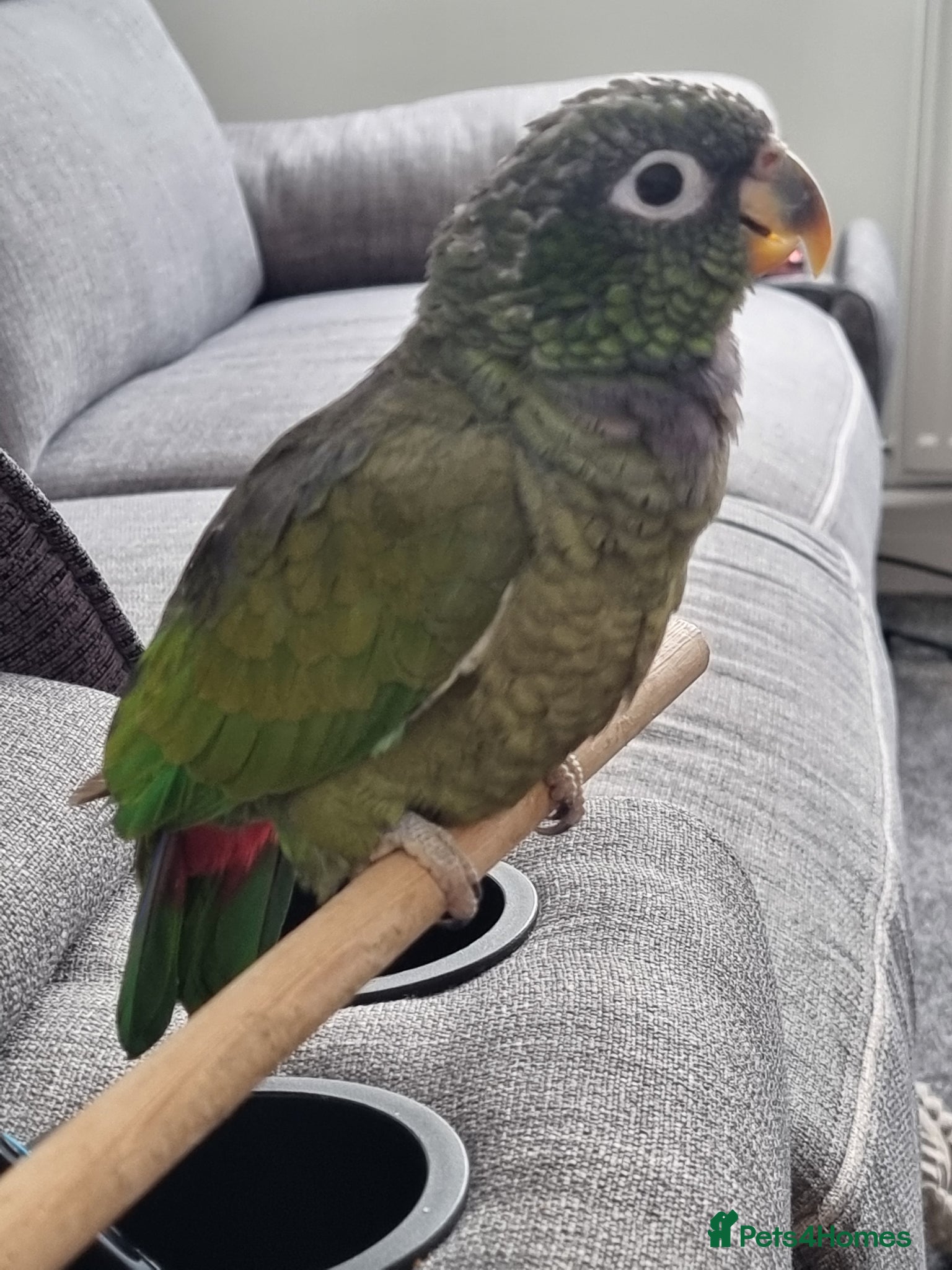 Parrots birds for sale: Maximilian pionus parrot  - Advert 3