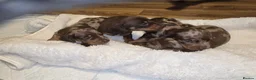 Miniature Dachshund dogs for sale: Miniature Dachshunds - Advert 14