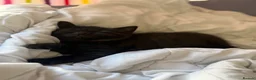 Mixed Breed cats for sale: Beautiful mixed British shorthair kittens - Advert 9