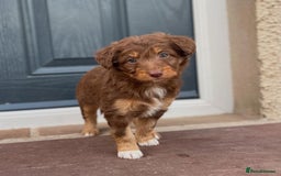 Bordoodle dogs for sale: OUTSTANDING *TRI COLOUR* MINIATURE BORDOODLES - Image 11