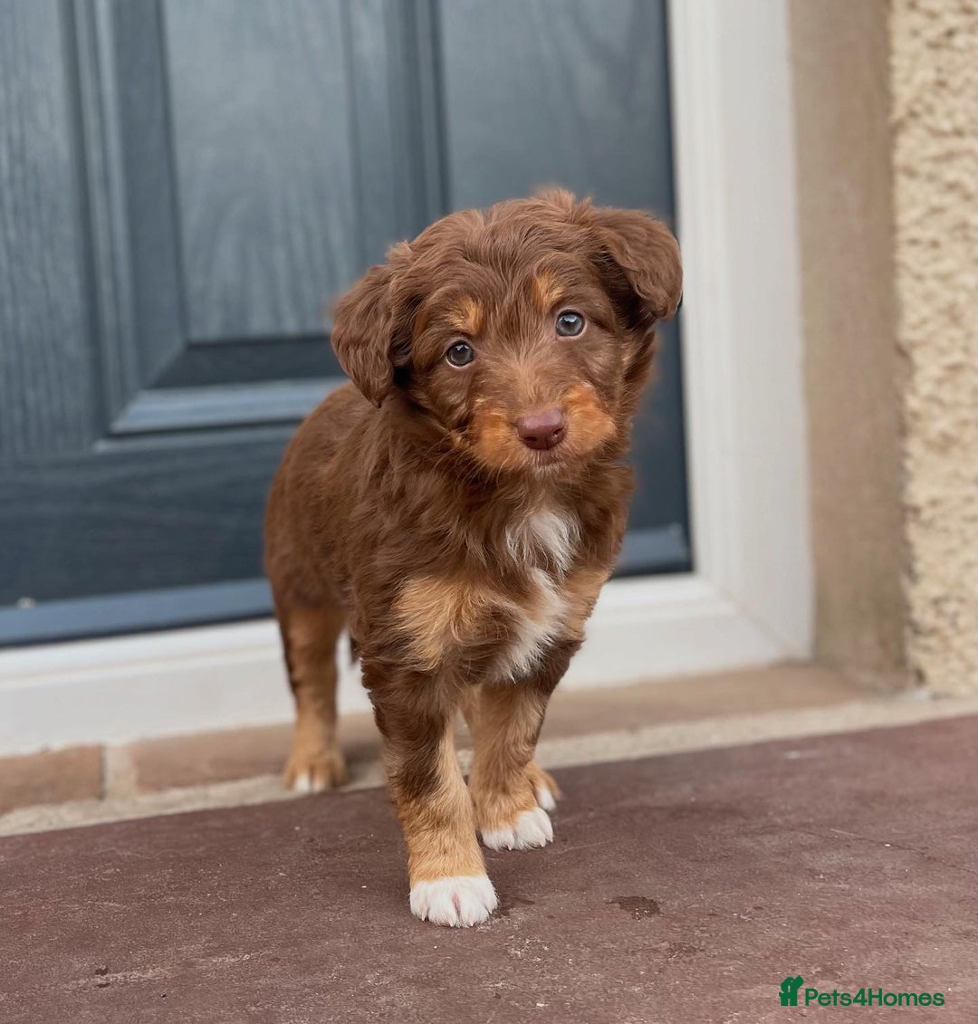 Bordoodle dogs for sale: OUTSTANDING *TRI COLOUR* MINIATURE BORDOODLES - Image 11
