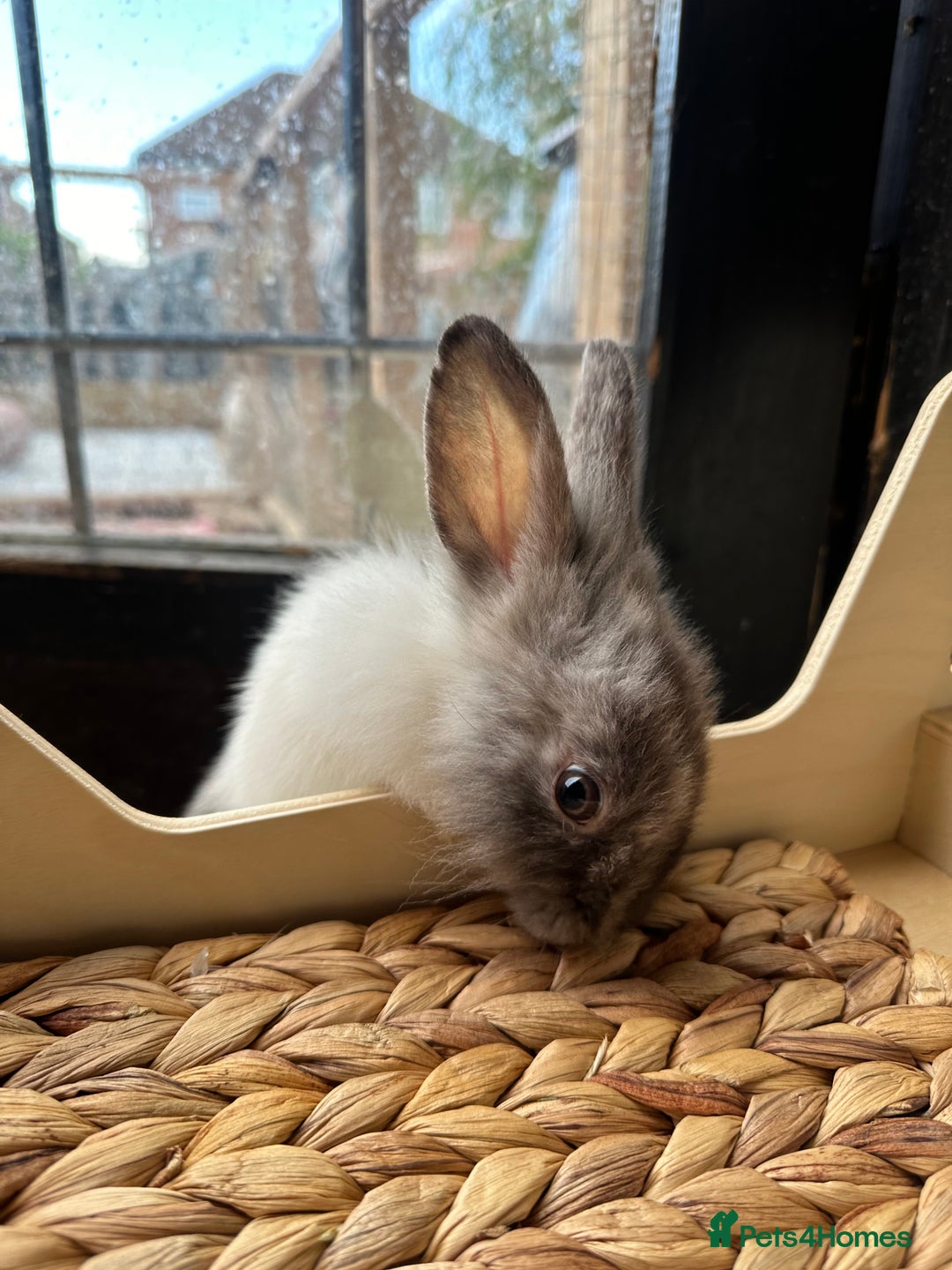 Mixed Breed rabbits for sale: Baby Rabbits  - Image 15