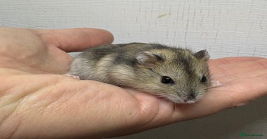 Hamster rodents - Advert 2