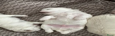 Maltese Puppy 1