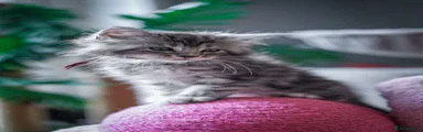 Maine Coon Kitten 10