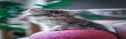 Maine Coon cats for sale:  Chunky full Maine coon kittens ready now   £795 - Advert 28