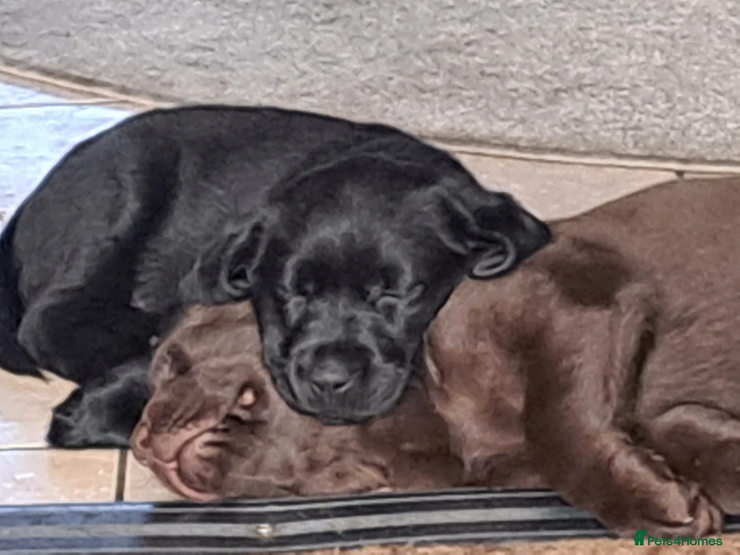 Labrador Retriever dogs for sale: Two females labrador retriever - Advert 6