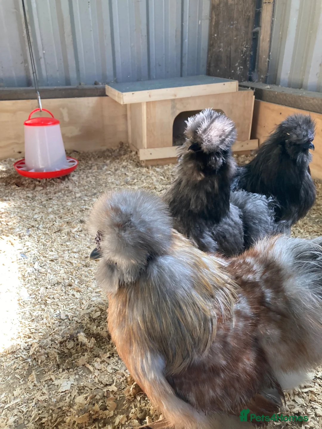 Hens poultry for sale: USA Silkie trio - Advert 1
