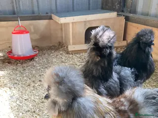 Hens poultry for sale: USA Silkie trio - Advert 2