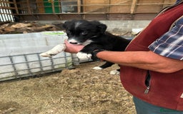 Border Collie dogs for sale: Border Collie Puppies for sale - Image 5