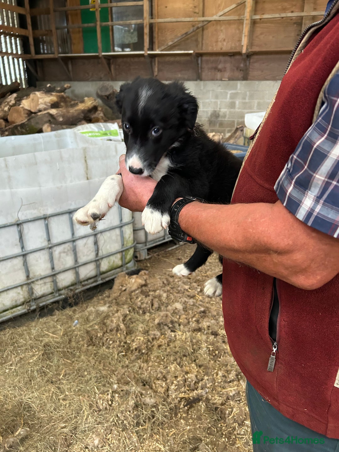 Border Collie dogs for sale: Border Collie Puppies for sale - Image 5
