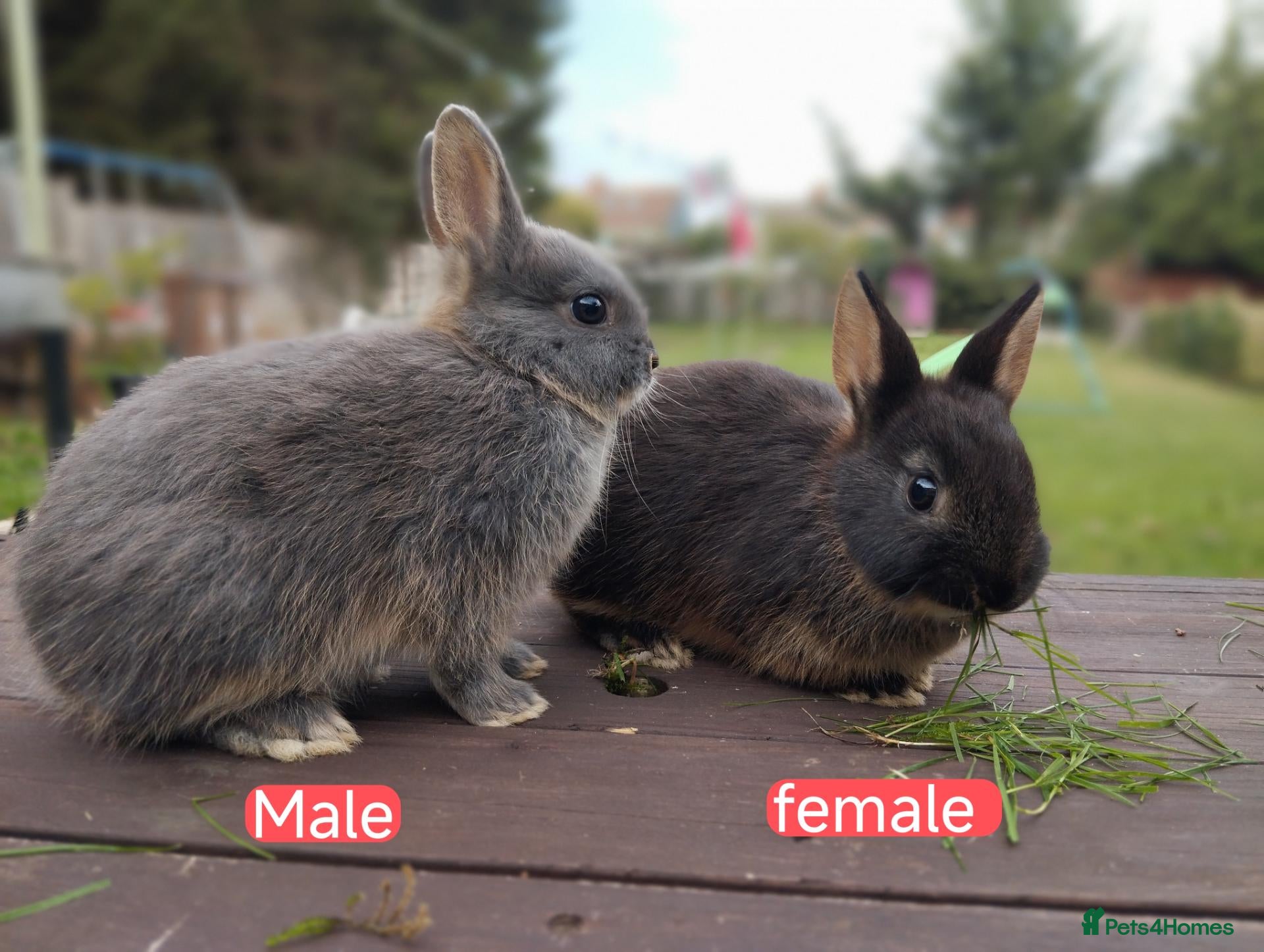 Netherland Dwarf rabbits Netherland dwarf £100 each - Advert 1