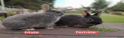 Netherland Dwarf rabbits for sale: Netherland dwarf £100 each - Advert 1