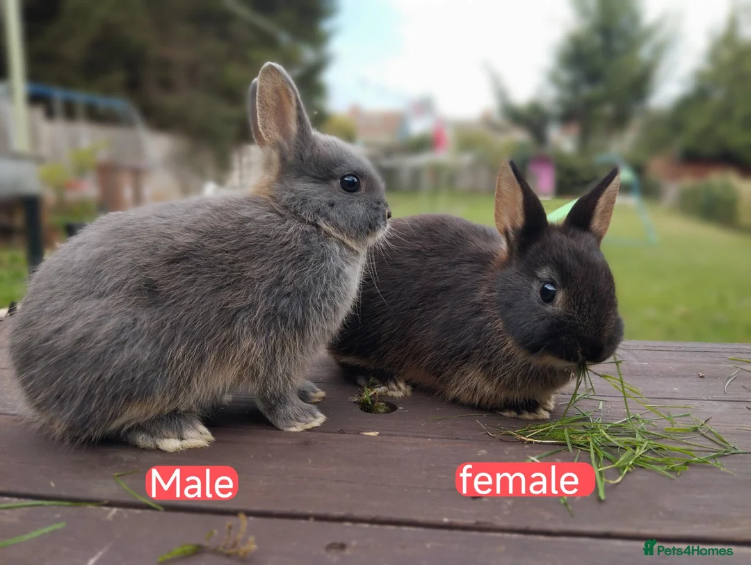 Netherland Dwarf rabbits for sale: Netherland dwarf £100 each - Advert 1
