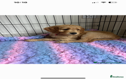 Goldendoodle dogs for sale: ⭐️ F1 Outstanding Golden Doodles ⭐️ - Image 9