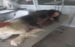 Mixed Breed dogs for adoption: BLUE3 - a lovely boy for a Loving Home - Image 10