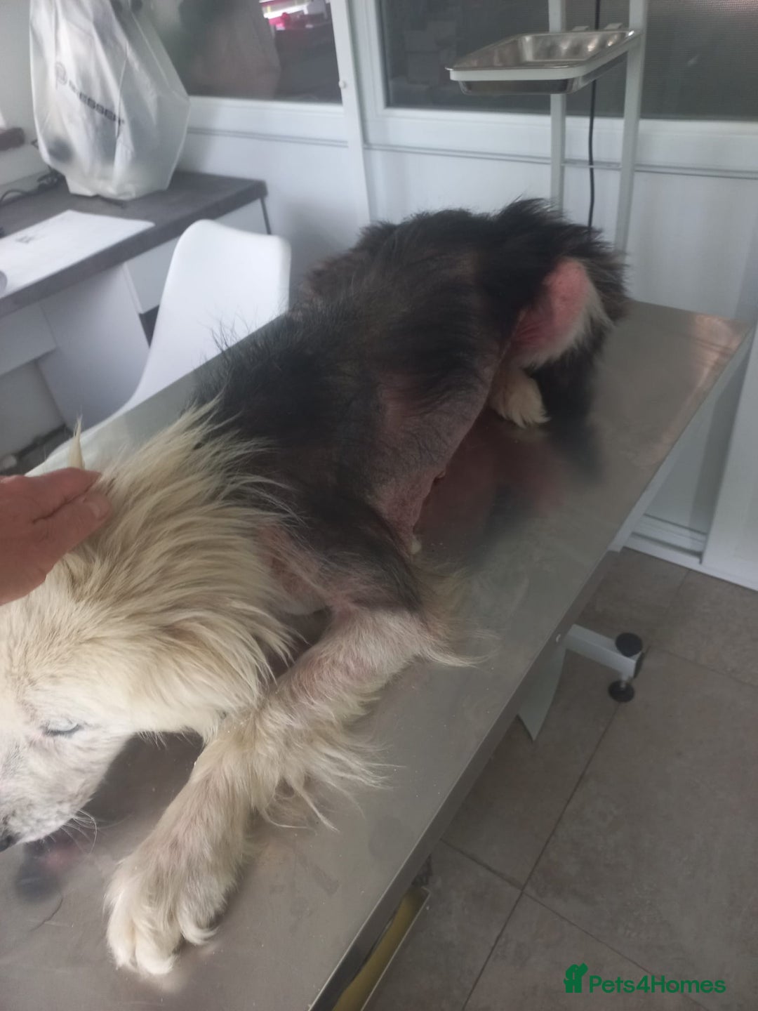 Mixed Breed dogs for adoption: BLUE3 - a lovely boy for a Loving Home - Image 10