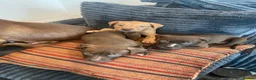 American Bull Staffy dogs for sale: 100% American Bull Staff Puppies for Sale - Advert 12