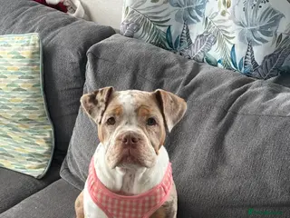 Olde English Bulldogge dogs Olde English bulldog - Advert 10