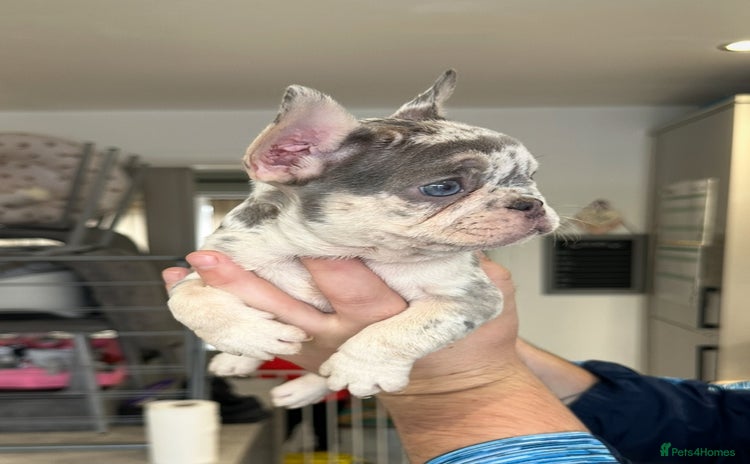 French Bulldog dogs - Advert 6