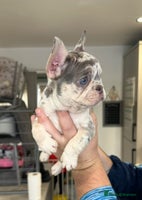 French Bulldog dogs - Advert 6