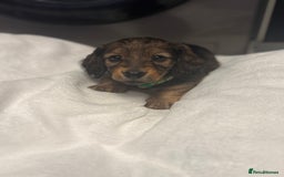 Miniature Dachshund dogs for sale: REDUCED!! Only one long hair miniature girl left!  in Sudbury - Image 30