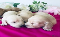 Miniature Dachshund dogs for sale: K.C Registered L/H Dachshund  - Image 12