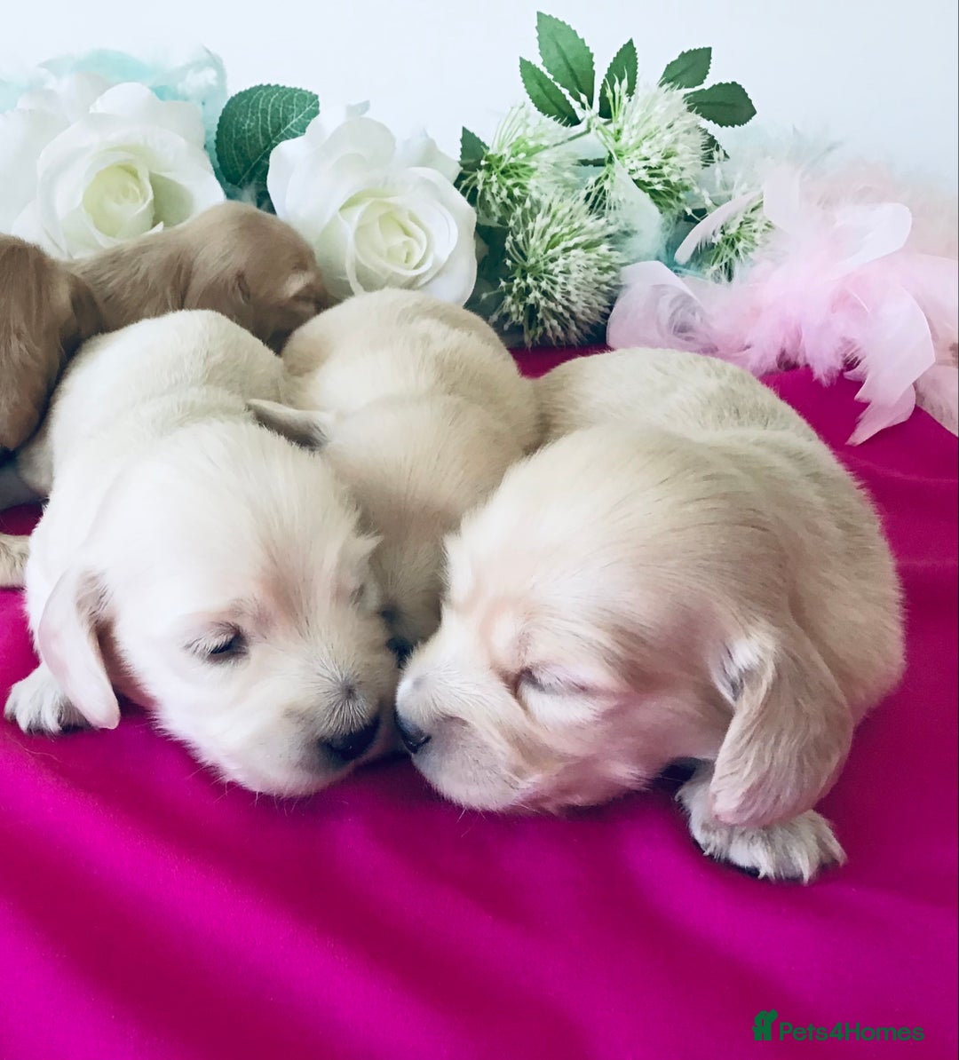 Miniature Dachshund dogs for sale: K.C Registered L/H Dachshund  - Image 12