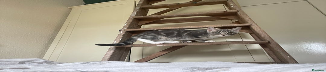 Snowshoe Kitten 3