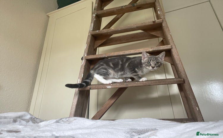 Snowshoe cats - Advert 5