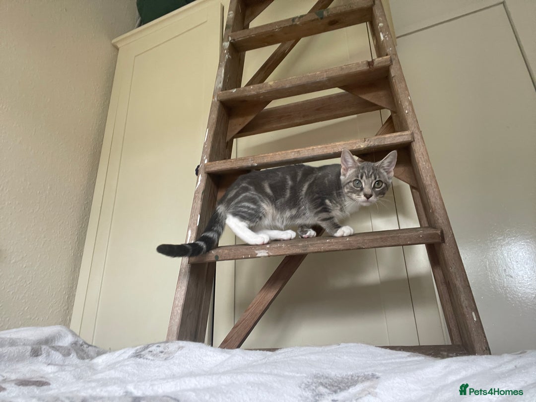 Snowshoe cats for sale: Snowshoe cross kittens for sale - Image 1