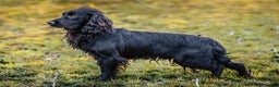 Cocker Spaniel dogs for stud: Ftch x ftch bred, 💥FULLY💥 health tested cocker in Cranbrook - Advert 4