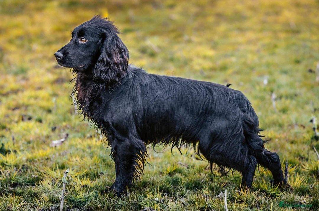 Cocker Spaniel dogs for stud: Ftch x ftch bred, 💥FULLY💥 health tested cocker in Cranbrook - Advert 3